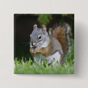 Chapa Cuadrada Canadá, Columbia Británica, Red Squirrel Pine