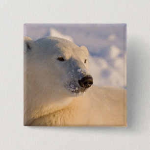 Chapa Cuadrada Canadá, Manitoba, Bahía de Hudson Oso polar