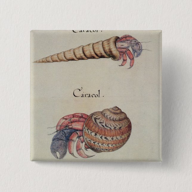 Chapa Cuadrada Cangrejo de ermitaño (Anverso)