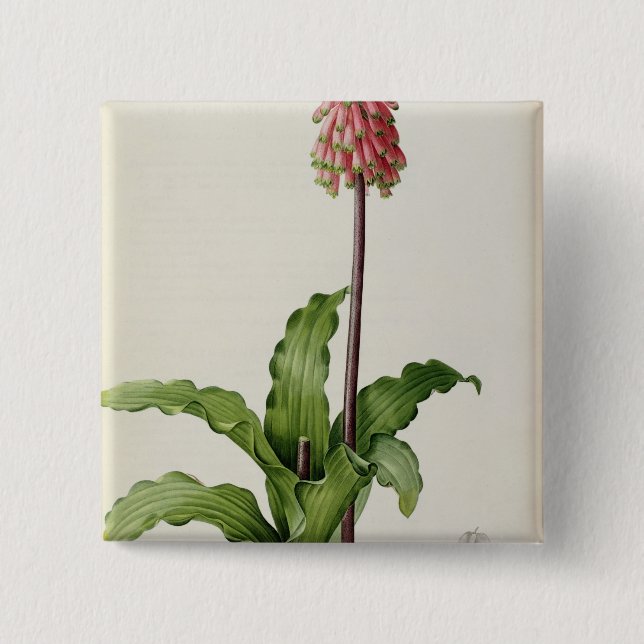 Chapa Cuadrada Capensis de Veltheimia, de "Les Liliacees", c.1805 (Anverso)