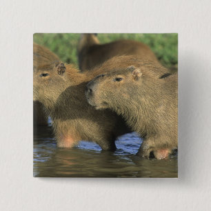 Chapa Cuadrada Capibara, Hydrochaeris hydrochaeris), del mundo