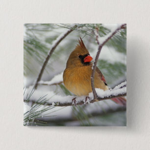 Chapa Cuadrada Cardenal norte hembra en pino nevado,
