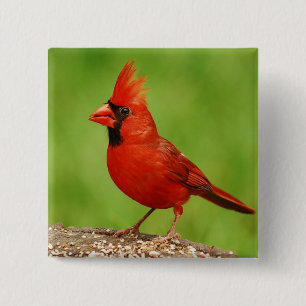 Chapa Cuadrada Cardinal