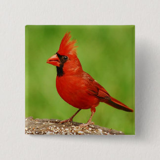 Chapa Cuadrada Cardinal