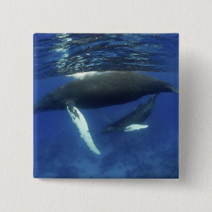 Chapa Cuadrada Caribe, archipiélago de las Antillas Mayores,