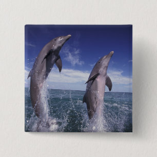 Chapa Cuadrada Caribe, delfines botánicos Tursiops