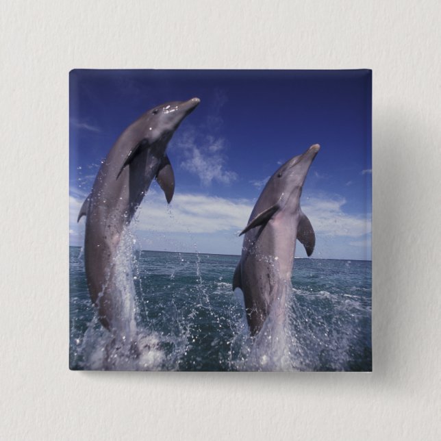 Chapa Cuadrada Caribe, delfines mulares Tursiops (Anverso)
