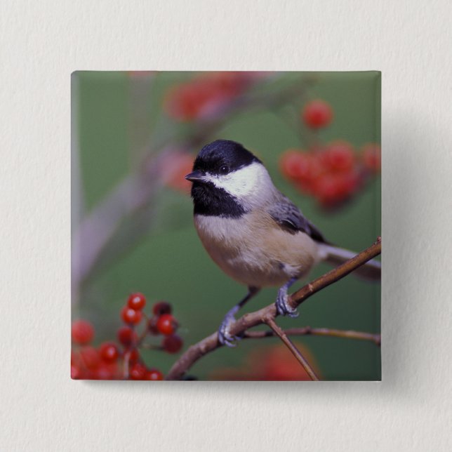 Chapa Cuadrada Carolina Chickadee (Anverso)