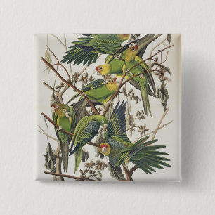 Chapa Cuadrada Carolina Parakeet, de 'Birds of America', 1829