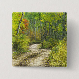 Chapa Cuadrada Carretera con colores de otoño y álamos en Kebler