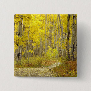 Chapa Cuadrada Carretera con colores de otoño y álamos en Kebler