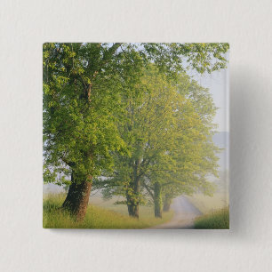 Chapa Cuadrada Carretera cubierta de niebla, Cades Cove, Grande S