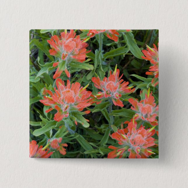 Chapa Cuadrada Castilleja silvestre en Many (Anverso)