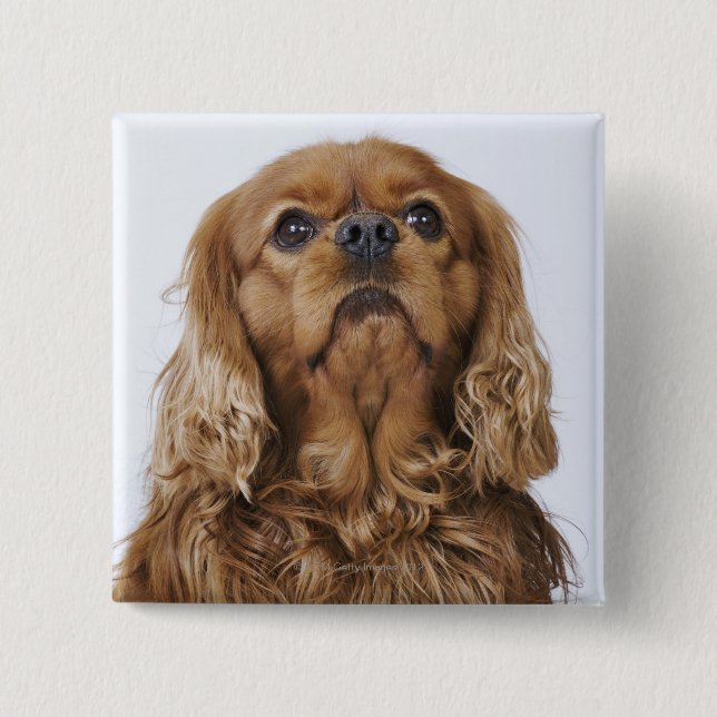 Chapa Cuadrada Cavalier King Charles Spaniel mirando hacia arriba (Anverso)