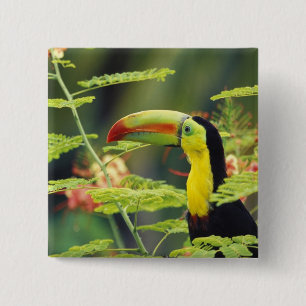 Chapa Cuadrada Centroamérica, Honduras. Toucan con la factura de 