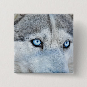 Chapa Cuadrada Cerca del Husky Siberiano con los ojos azules