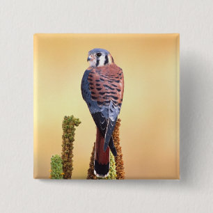 Chapa Cuadrada Cernícalo americano, Falco sparverius, Nativo de E