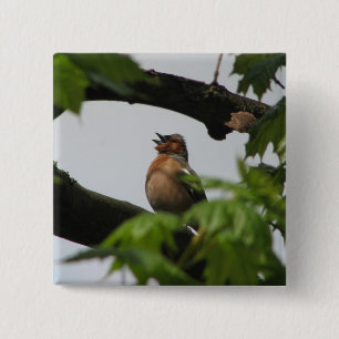 Chapa Cuadrada Chaffinch común
