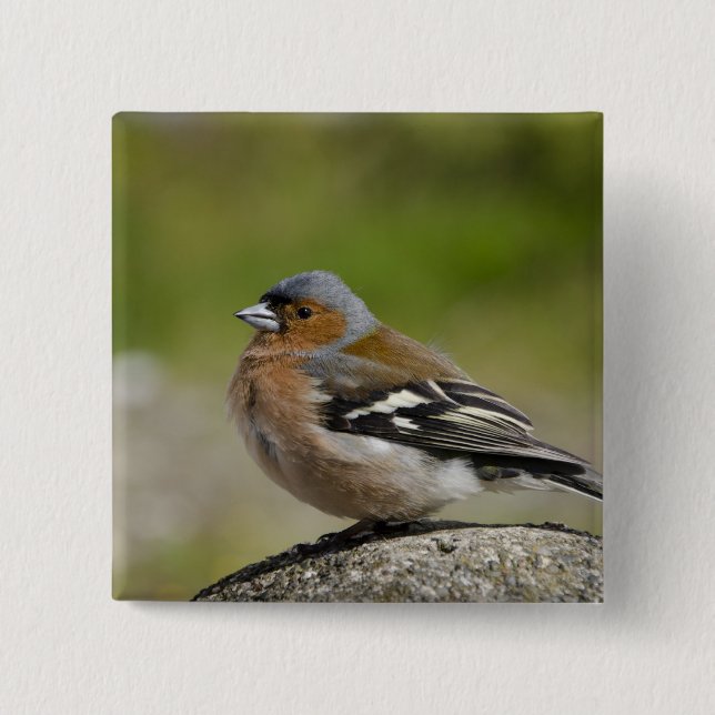 Chapa Cuadrada Chaffinch masculino (SALVAJE: Coelebs del (Anverso)