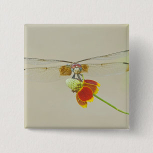 Chapa Cuadrada Checkered Setwing (Dythemis fugax) en Mexicano