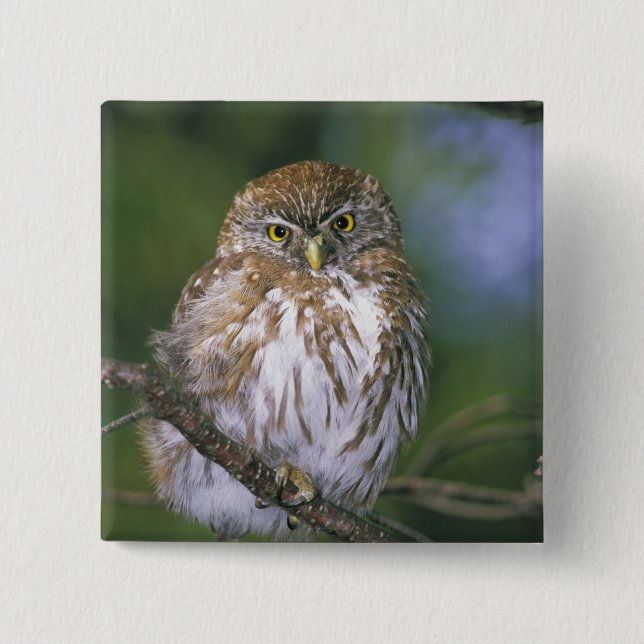 Chapa Cuadrada Chile, Aysen. Lechuza Juvenil Autral Pygmy (Anverso)