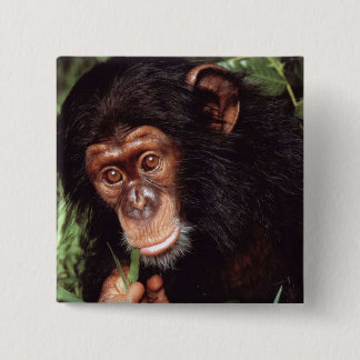 Chapa Cuadrada Chimpancé