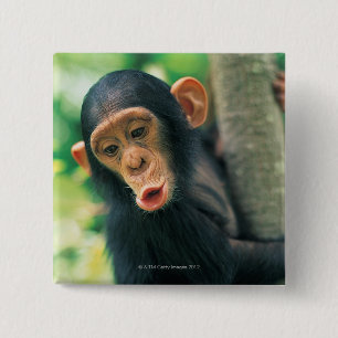 Chapa Cuadrada Chimpancé joven (trogloditas de la cacerola)