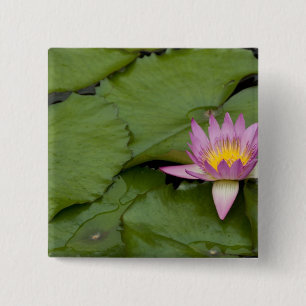 Chapa Cuadrada China, Hong Kong, Nuevos Territorios. Chi Lin