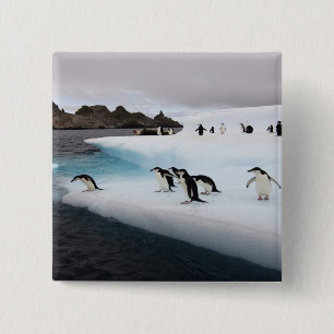 Chapa Cuadrada Chinstrap Penguins