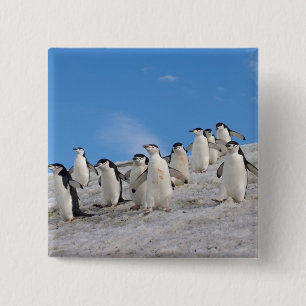 Chapa Cuadrada Chinstrap Penguins   Pigoscelis Antártida