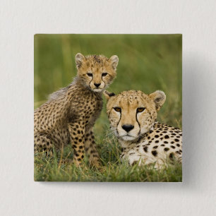 Chapa Cuadrada Chita, Acinonyx jubatus, con Cub