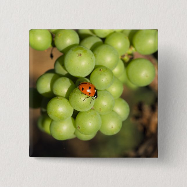 Chapa Cuadrada Cierra el insecto de la señora de las uvas verdes  (Anverso)