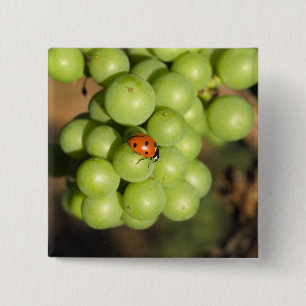 Chapa Cuadrada Cierra el insecto de la señora de las uvas verdes 