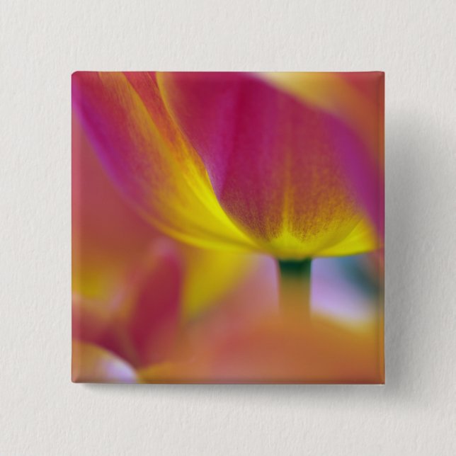 Chapa Cuadrada Cierre de la flor de los tulipanos, Kuekenhof 2 (Anverso)