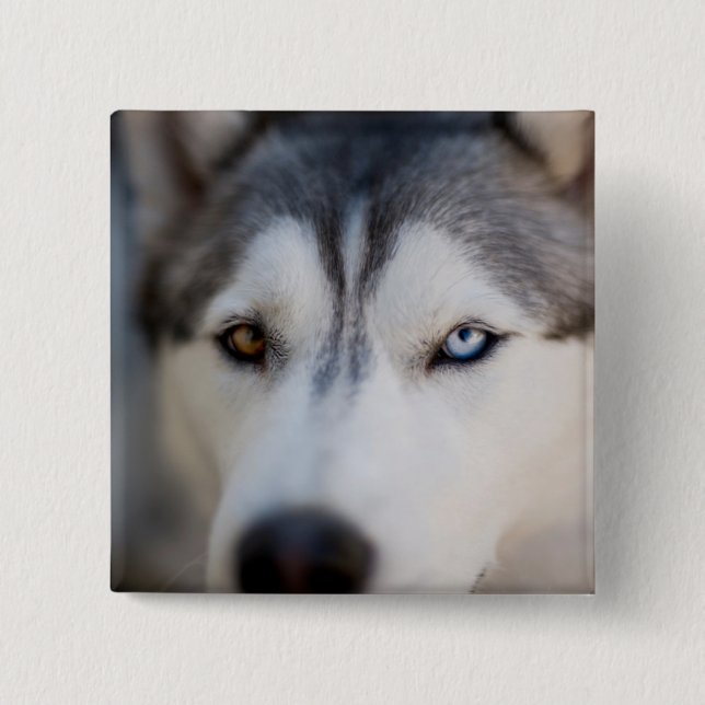 Chapa Cuadrada Cierre de la mirada estática de un Malamute de Ala (Anverso)