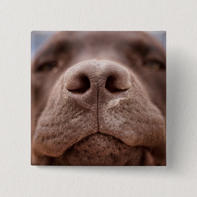 Chapa Cuadrada Cierre de Nose de Labrador de Chocolate (Anverso)