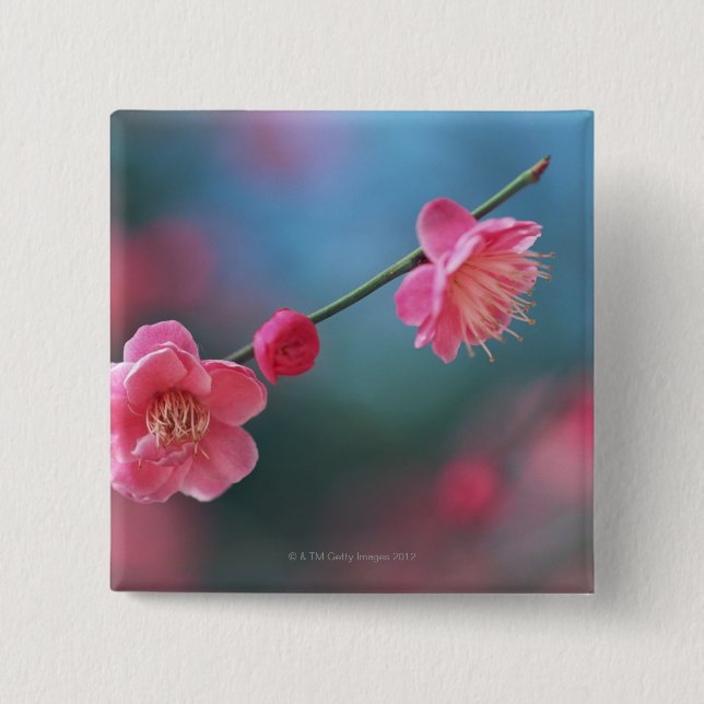 Chapa Cuadrada Ciruelo japonés 4 (Anverso)