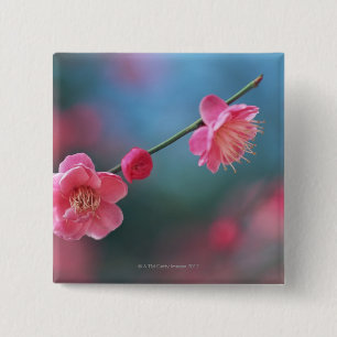 Chapa Cuadrada Ciruelo japonés 4