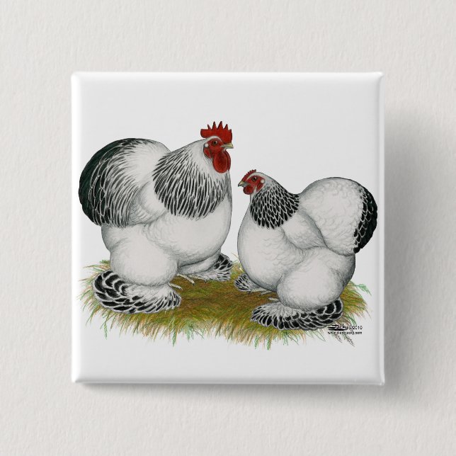 Chapa Cuadrada Cochins:  Gallos colombinos (Anverso)