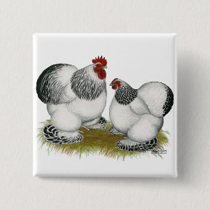 Chapa Cuadrada Cochins:  Gallos colombinos