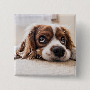 Chapa Cuadrada Cocker Spaniel Dog de ojos tristes