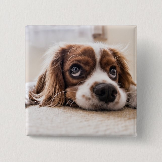 Chapa Cuadrada Cocker Spaniel Dog de ojos tristes (Anverso)