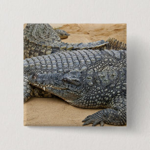 Chapa Cuadrada Cocodrilos