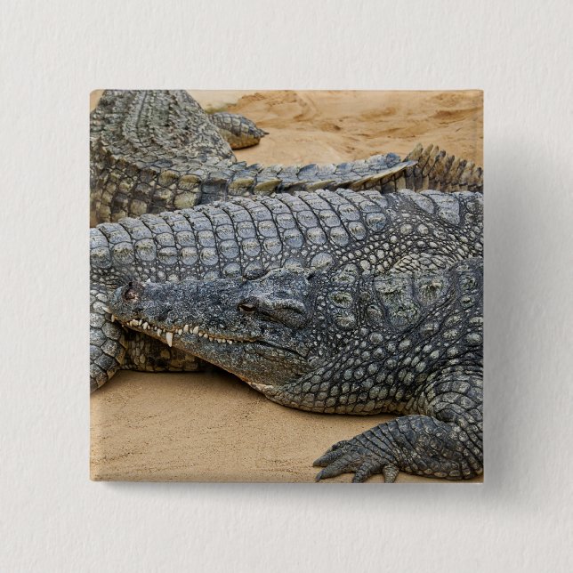Chapa Cuadrada Cocodrilos (Anverso)