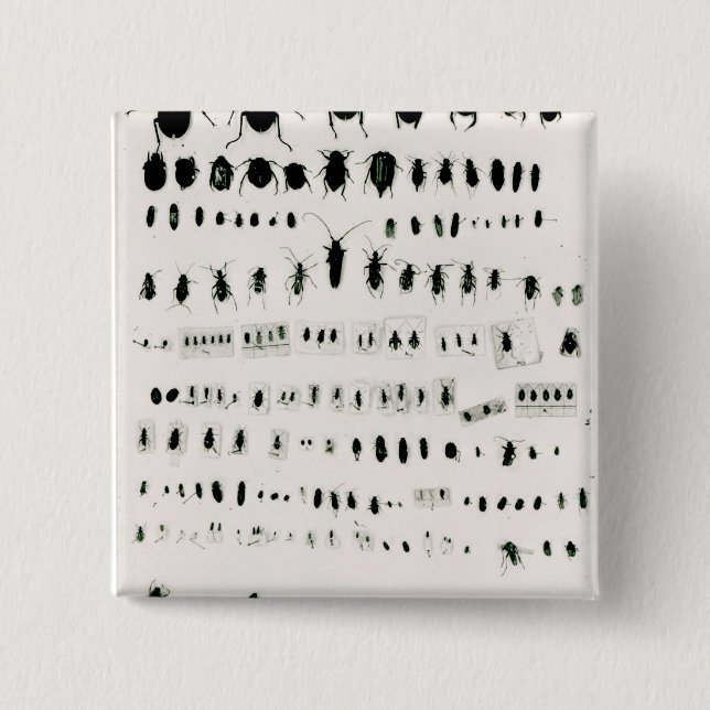 Chapa Cuadrada Colección del insecto de Darwin (Anverso)