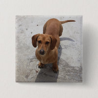 Colección linda del Dachshund