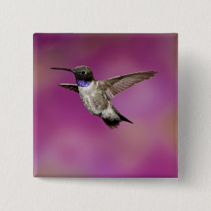 Chapa Cuadrada Colibrí de barbilla negra, Archilochus