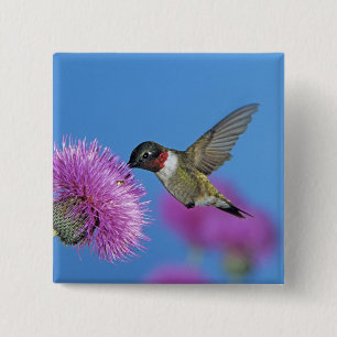 Chapa Cuadrada Colibrí de garganta rubí