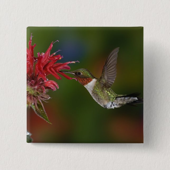Chapa Cuadrada Colibrí garganta de rubí macho (Anverso)