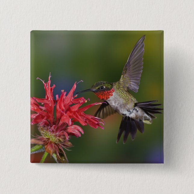 Chapa Cuadrada Colibrí garganta de rubí macho (Anverso)